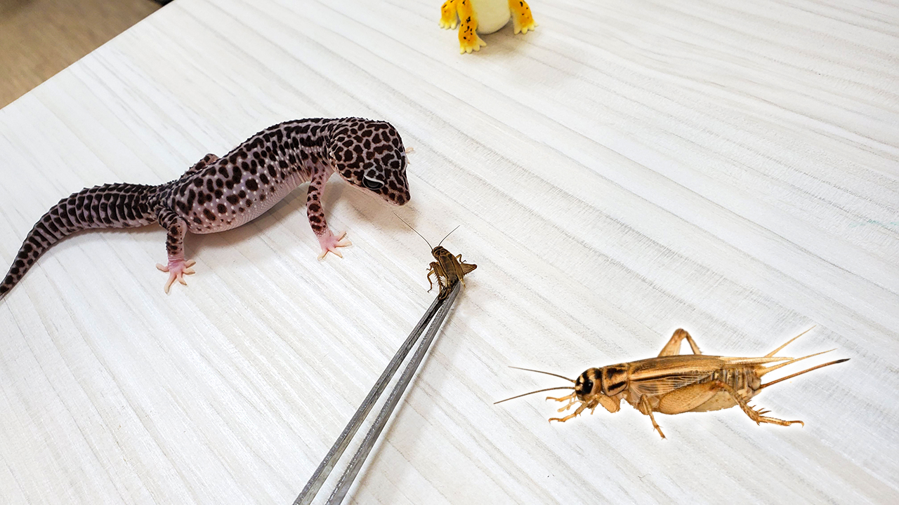 Кормление эублефаров — как кормить гекконов в разном возрасте